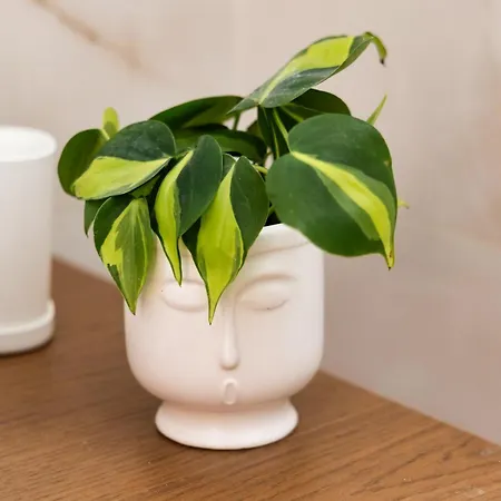 Daire Feadra Studio, A Cozy Nest Close To The Beach!